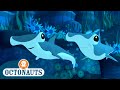 Octonauts The Hammerhead Sharks Cartoons For Kids Underwater Sea Education