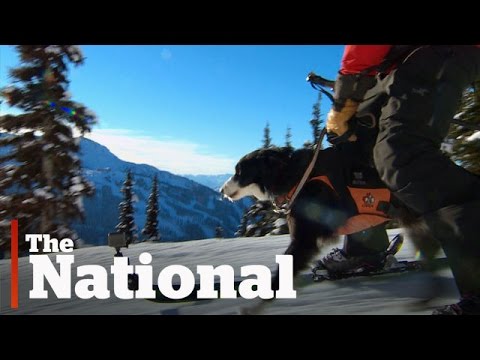 Avalanche Dogs Work Canadian Ski Resorts