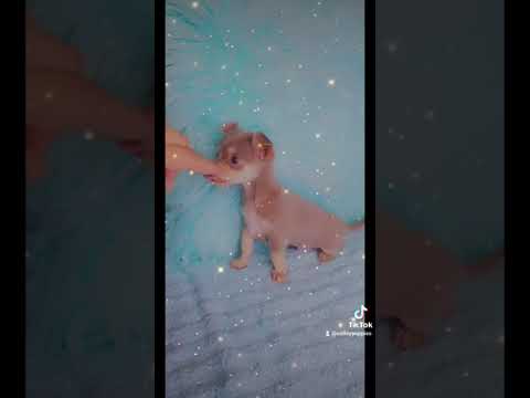 Gorgeous chihuahua puppy Gorgeous chihuahua puppy