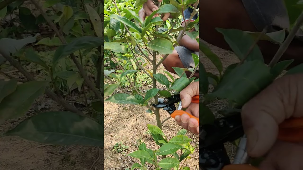 🤔 How to Prune a Young Tea Plant for First Frame Formation #teaplantation #pruning #howto #shorts