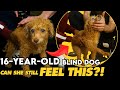16 Year Old Blind Dog Gets A Gentle Chiropractic Adjustment Senior Dog Care Healing