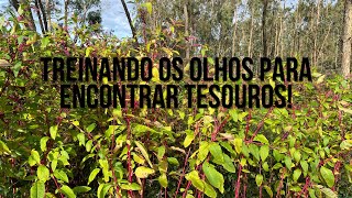 Agricultura por processos. Treinando os olhos para encontrar tesouros.