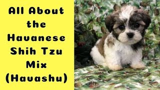 All About the Havanese Shih Tzu Mix (Havashu): Facts/ Information
