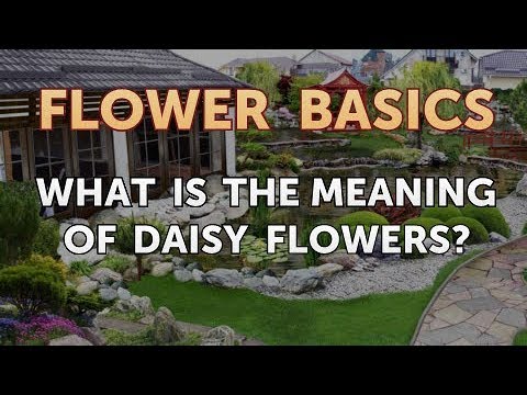 How to Get More Canna Lily Blooms