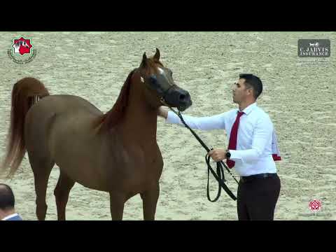 N 266 AJ ARSAN   Sharjah International Arabian Horse Festival 2023   Stallions 7 to 9 Yrs  Old Class