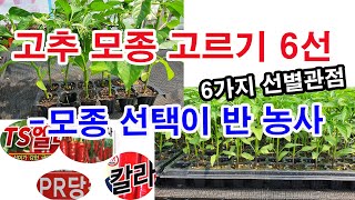 고추모종 고르기 6선(6선별 관점) 고추농사 잘 지으려면 모종부터. 종자봉투 읽기. 내병성 고추 선별, 심는…
