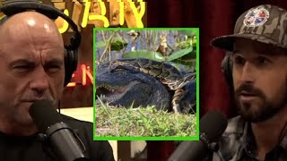 Joe Rogan - Python Cowboy Pythons are eating Alligators, more than Alligators eat Pythons