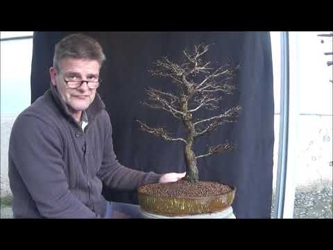Bonsai 2020-15 - Ulme - Ulmus parvifolia - erste Schritte mit einem „echten“ Bonsai