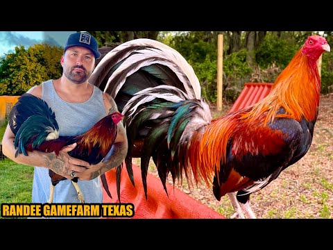 Sweater Mclean Hatch Jeo Grey Mcrea | RANDEE GAMEFARM TEXAS