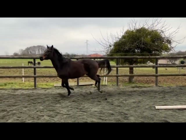 Mare Selle Fran&ccedil;ais For sale 2023 Dark Bay