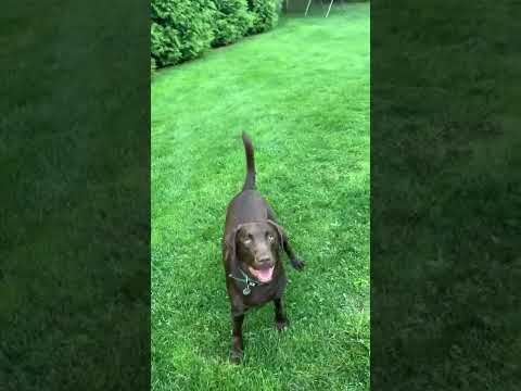 Hunter, an adopted Labrador Retriever in Warrington, PA_image-1