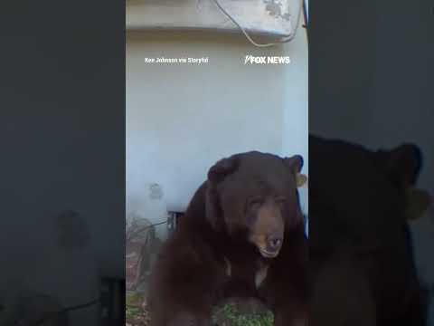 WATCH: MASSIVE bear squeezes into home's crawl space #shorts #bear #wildlife #animals #viral #us