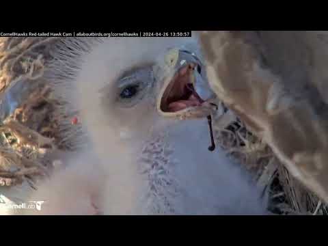 One-day-old Hawk Nestling N1 Enjoys an Afternoon Meal at the #Cornellhawks Nest | April 26, 2024