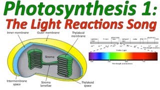 Bài hát Photosynthesis - Nghệ sĩ trình bày Glenn Wolkenfeld