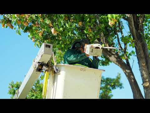 Tree Trimming around Walmart! City of Los Banos