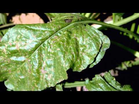 CA savet cerkospora vs grinje za 12 07 2014