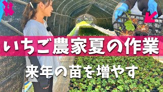 【農業女子】意外と知らないイチゴ収穫後の夏作業をお見せします