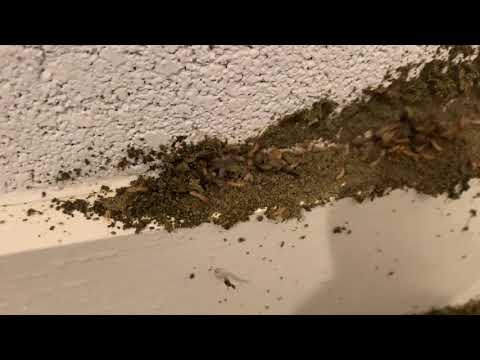 Termites Chomping In Basement in Eatontown, NJ