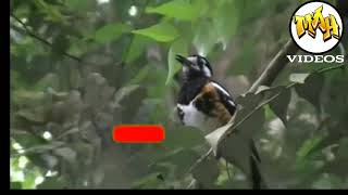 Download lagu BURUNG ANIS MACAN GACOR DI HUTAN COCOK BUAT PANCINGAN / MASTERAN BURUNG MACET mp3