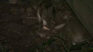 preview picture of video 'Bandicoot Mum and two young part 2,  Lane Cove River Tourist Park, Lane Cove National Park'