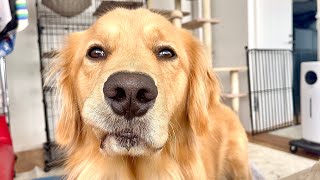- 言語障害ある飼い主の言葉を必死に聞いてくれる愛犬