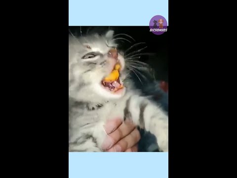 Owner Caught her Cat Eating Cheetos #shorts
