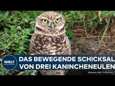 TIERSCHUTZ-ERFOLG: Drei Eulen in den USA werden in die Freiheit entlassen | Gute Nachricht