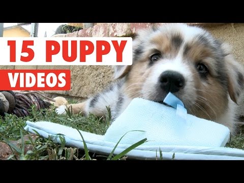 15 vidéos de chiots drôles compilées 2016