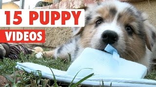 Miniature vidéo