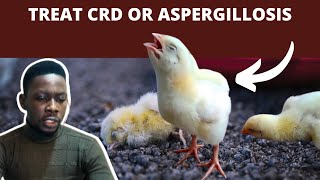 How to Treat Aspergillosis & CRD in Chickens - LABOURED BREATHING