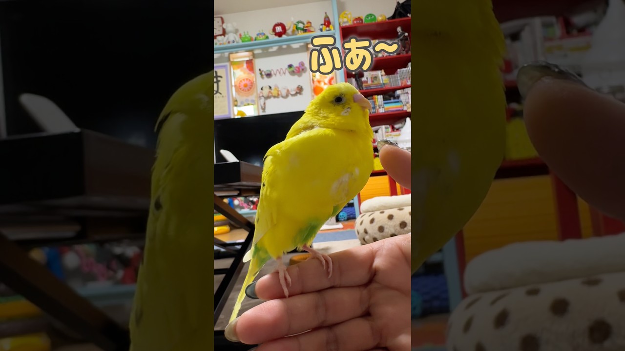 ふぁ~置いときます。