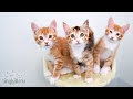 LIVE: Stella and Sahara's kittens!