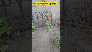 Look At Our New Garden! Part 1 #food #update #update #news #food #new