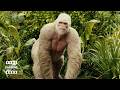 Rampage Giant Gorilla Attack Scene ClipZone High Octane Hits