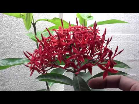 download lagu mp3 mp4 Rangoon Flower, download lagu Rangoon Flower gratis, unduh video klip Rangoon Flower