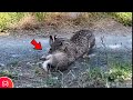 INCREDIBLE CAT KILLING A HARE