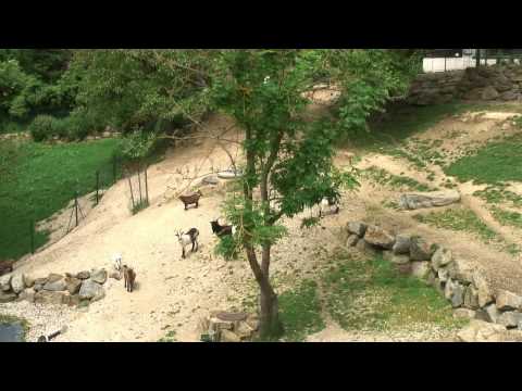 Linz, Áustria Turismo: Linz Turismo: Postlingberg-Bahn