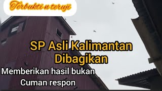 Download lagu SP Asli Kalimantan pul respon di semua wilayah mp3 Download lagu SP Asli Kalimantan pul respon di semua wilayah mp3