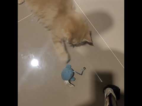 Persian Pang How to killing time...