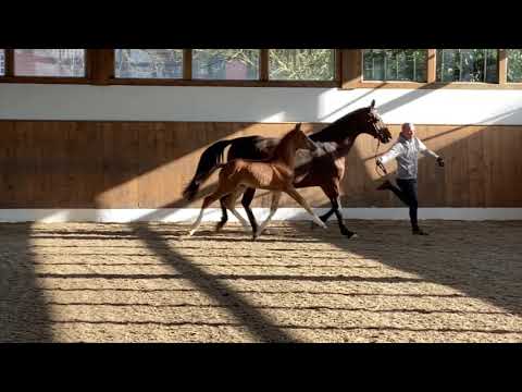 Hengstfohlen von BON VIVALDI NRW