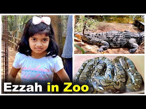 Ezzah ആദ്യമായി മുതലനെയും പാമ്പിനെയും കണ്ടപ്പോൾ 😨😨😨 | ztalks | Episode 279