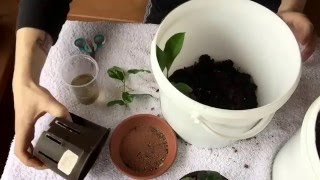 Zitrone und Orange zum Bonsai kultivieren. Umtopfen und beschneiden! #Part 1