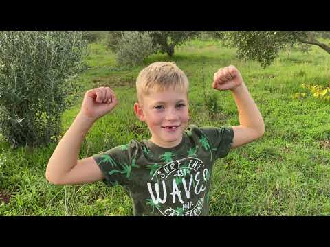 Maslinarski vlog 17.10.2020 (4K)