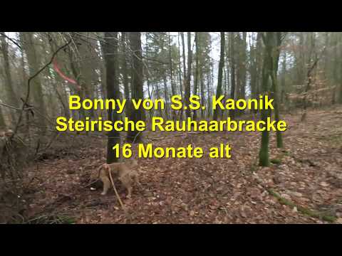 Fährtenarbeit mit Bonny 2