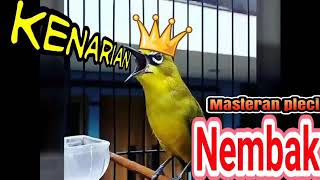 Download lagu masteran pleci nembak kenari panjang mp3 Download lagu masteran pleci nembak kenari panjang mp3