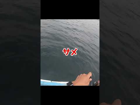 Eusphyra blochii distmap.png