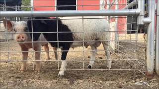 BARN BUDDIES A Riverside County Animal Services Video Short 10 26 2016