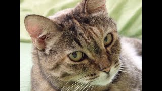 Treating Animals as Spiritual Beings