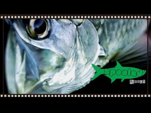 The Trail: A-Z (Baby Tarpon on fly)