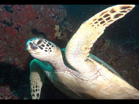 Korytnačka pravá (Chelonia mydas) — havajská Honu